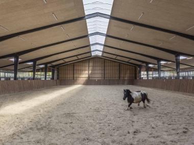 Hest i ridehallen